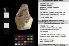 Foto (Objket + Etiketten) von Mundopsidae indet. 